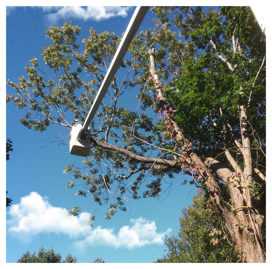 Tree Trimming Fairfield County